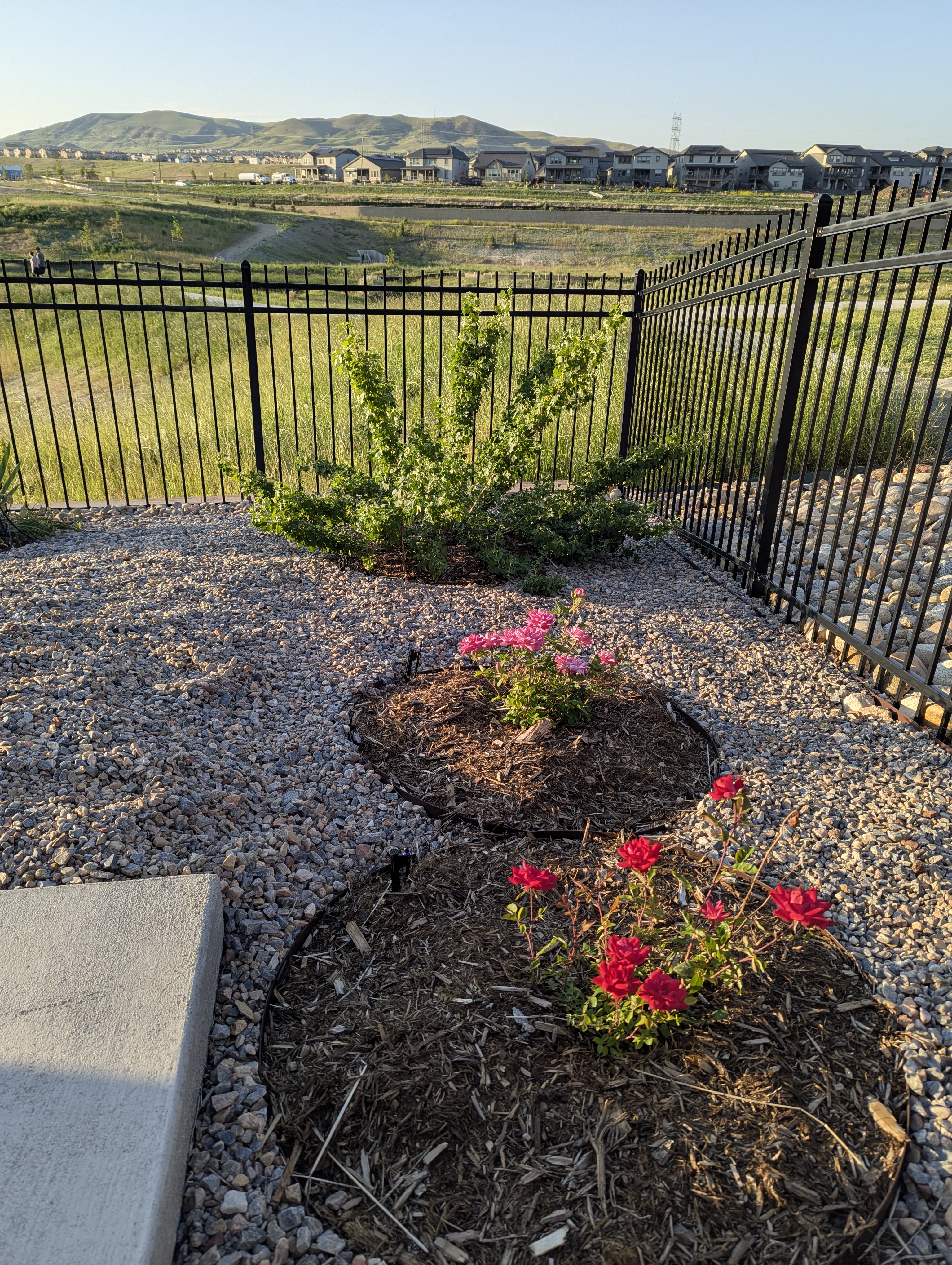 Garden, Flowers, Morrison, Colorado